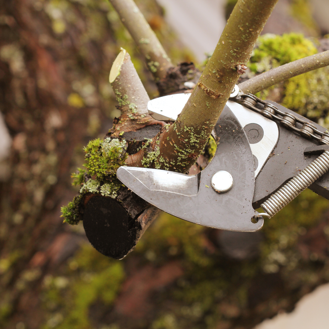 close up of an arborist from spencer's tree service in mooresville, NC using a tree trimmer to remove unhealthy tree limbs