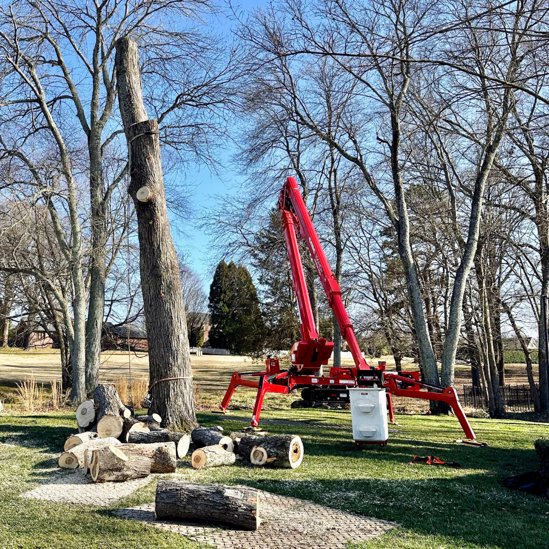 a red spider crane is set up in a backyard with a tree partially removed
